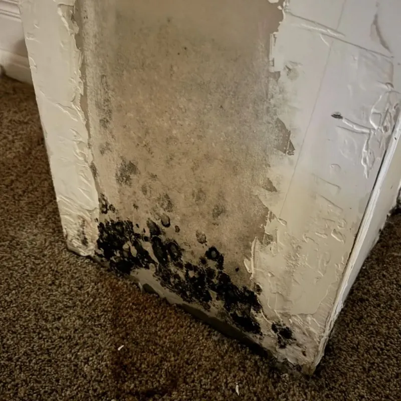 Professional Mold Removal in Central, SC